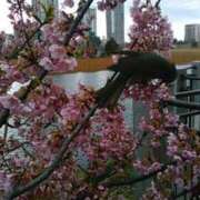 ヒメ日記 2025/03/06 15:12 投稿 真理 上野人妻城