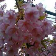 ヒメ日記 2025/03/12 16:55 投稿 真理 上野人妻城