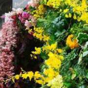 ヒメ日記 2025/03/15 11:49 投稿 真理 上野人妻城