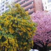 ヒメ日記 2025/03/17 10:34 投稿 真理 上野人妻城