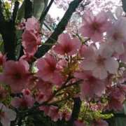 ヒメ日記 2025/03/27 15:03 投稿 真理 上野人妻城