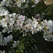 ヒメ日記 2025/03/31 13:54 投稿 真理 上野人妻城