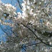 ヒメ日記 2025/04/04 12:18 投稿 真理 上野人妻城