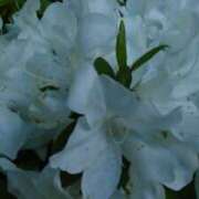 ヒメ日記 2025/04/28 10:38 投稿 真理 上野人妻城