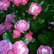 ヒメ日記 2025/05/09 10:51 投稿 真理 上野人妻城