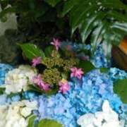 ヒメ日記 2025/05/29 11:50 投稿 真理 上野人妻城