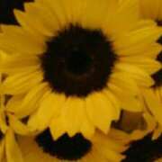 ヒメ日記 2025/07/30 11:21 投稿 真理 上野人妻城