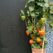 ヒメ日記 2025/08/13 11:53 投稿 真理 上野人妻城