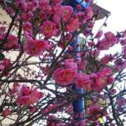 ヒメ日記 2026/01/11 13:04 投稿 真理 上野人妻城