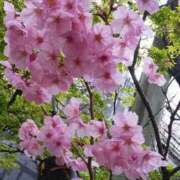 ヒメ日記 2026/03/19 11:38 投稿 真理 上野人妻城