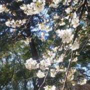 ヒメ日記 2026/03/31 10:48 投稿 真理 上野人妻城