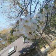 ヒメ日記 2026/04/08 10:18 投稿 真理 上野人妻城