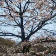 ヒメ日記 2026/04/11 12:34 投稿 真理 上野人妻城