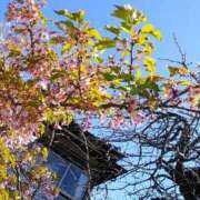 ヒメ日記 2026/04/13 11:32 投稿 真理 上野人妻城