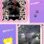 ヒメ日記 2025/04/02 23:09 投稿 白川 誘惑マル秘ミセス