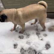 ヒメ日記 2025/03/04 23:59 投稿 TSUBASA GINGIRA☆TOKYO～ギンギラ東京～