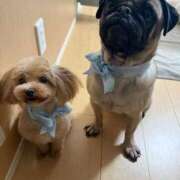 ヒメ日記 2025/09/12 15:25 投稿 TSUBASA GINGIRA☆TOKYO～ギンギラ東京～