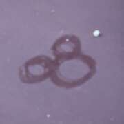 ヒメ日記 2025/10/01 09:00 投稿 斉藤ちか 乳ビーナス(New Venus)