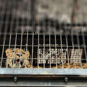 ヒメ日記 2025/10/13 23:23 投稿 斉藤ちか 乳ビーナス(New Venus)