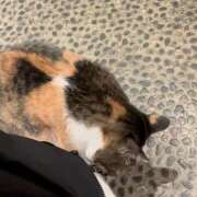 ヒメ日記 2025/10/29 09:12 投稿 斉藤ちか 乳ビーナス(New Venus)