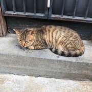 斉藤ちか オムレツ求 乳ビーナス(New Venus)