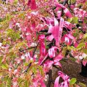 ヒメ日記 2026/03/11 08:48 投稿 斉藤ちか 乳ビーナス(New Venus)