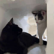 ヒメ日記 2026/03/15 22:46 投稿 斉藤ちか 乳ビーナス(New Venus)