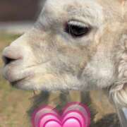 ヒメ日記 2026/03/29 20:18 投稿 斉藤ちか 乳ビーナス(New Venus)