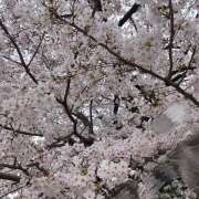 ヒメ日記 2026/03/30 10:06 投稿 斉藤ちか 乳ビーナス(New Venus)