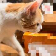 ヒメ日記 2026/10/12 21:42 投稿 斉藤ちか 乳ビーナス(New Venus)