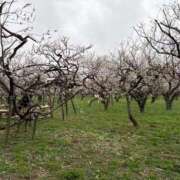 ヒメ日記 2025/03/15 21:02 投稿 えみ 熟女の風俗最終章 池袋店