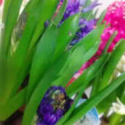 ヒメ日記 2025/01/08 06:41 投稿 かんな 性腺熟女100％（デリヘル市場）