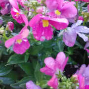 ヒメ日記 2025/01/13 14:55 投稿 かんな 性腺熟女100％（デリヘル市場）