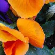 ヒメ日記 2025/01/15 13:02 投稿 かんな 性腺熟女100％（デリヘル市場）