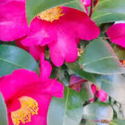 ヒメ日記 2025/01/22 13:15 投稿 かんな 性腺熟女100％（デリヘル市場）