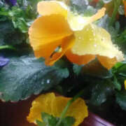 ヒメ日記 2025/03/05 17:40 投稿 かんな 性腺熟女100％（デリヘル市場）