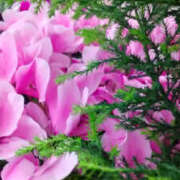 ヒメ日記 2025/03/06 05:04 投稿 かんな 性腺熟女100％（デリヘル市場）