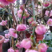 ヒメ日記 2025/03/07 14:03 投稿 かんな 性腺熟女100％（デリヘル市場）