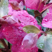 ヒメ日記 2025/03/08 12:36 投稿 かんな 性腺熟女100％（デリヘル市場）