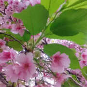 ヒメ日記 2025/03/21 17:59 投稿 かんな 性腺熟女100％（デリヘル市場）