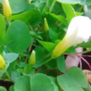 ヒメ日記 2025/03/29 07:06 投稿 かんな 性腺熟女100％（デリヘル市場）