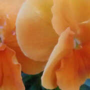 ヒメ日記 2025/04/07 15:31 投稿 かんな 性腺熟女100％（デリヘル市場）