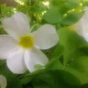 ヒメ日記 2025/04/14 11:46 投稿 かんな 性腺熟女100％（デリヘル市場）