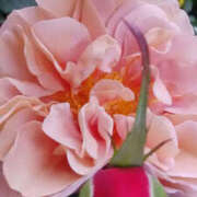 ヒメ日記 2025/04/18 15:27 投稿 かんな 性腺熟女100％（デリヘル市場）