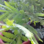 ヒメ日記 2025/04/19 23:30 投稿 かんな 性腺熟女100％（デリヘル市場）