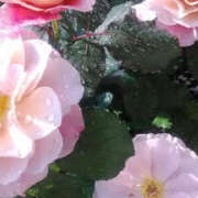 ヒメ日記 2025/04/20 15:11 投稿 かんな 性腺熟女100％（デリヘル市場）