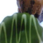 ヒメ日記 2025/05/19 14:30 投稿 かんな 性腺熟女100％（デリヘル市場）