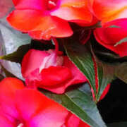 ヒメ日記 2025/06/12 12:43 投稿 かんな 性腺熟女100％（デリヘル市場）