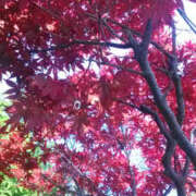 ヒメ日記 2025/06/29 15:16 投稿 かんな 性腺熟女100％（デリヘル市場）