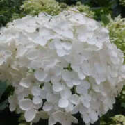 ヒメ日記 2025/07/04 19:33 投稿 かんな 性腺熟女100％（デリヘル市場）